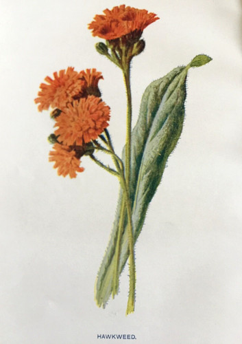 Antique print hawkweed - antique, c1900s