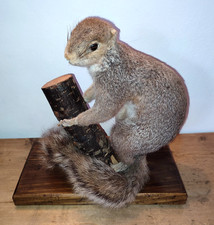Taxidermy Grey Squirrel On