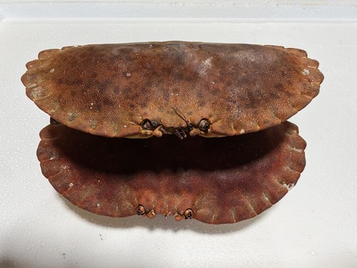 Very large brown crab - very,