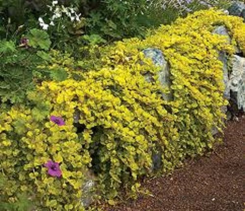 Lysimachia aurea creeping - 6,