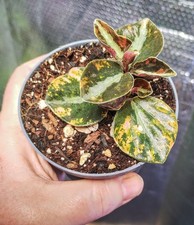 Peperomia Metallica Creme