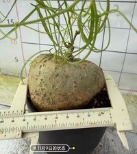 Adenia kirkii WYSIWYG Own Root Boutique Garden variation