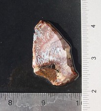 Palm Agate    Lapidary Slab