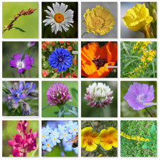 Native For UK Wild Flower Throw & Grow Butterfly Bee 100% Pure Plant Seed mix