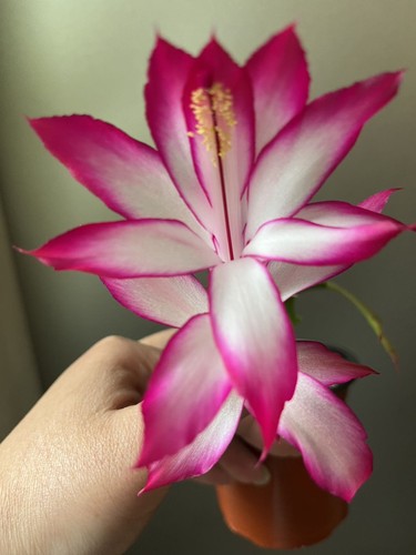 Thanksgiving cactus - thanksgiving,