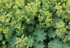 10 X Alchemilla Mollis