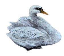 Swan Magnet - Swans - Swan