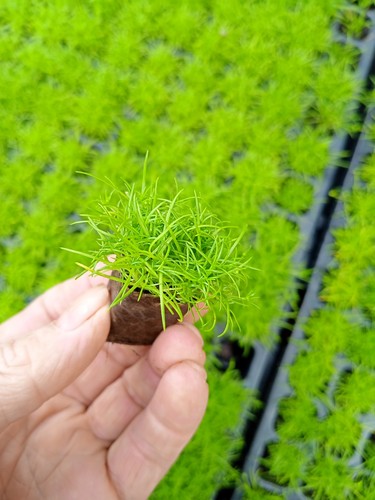 Irish moss 2cm plug - x,