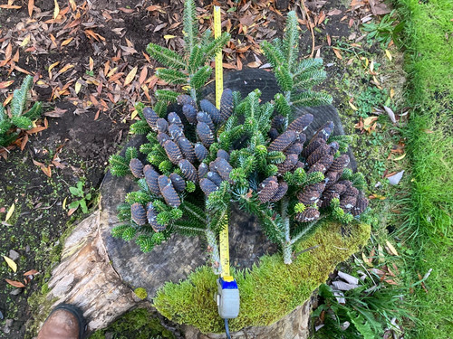 Abies koreana fir - abies, with