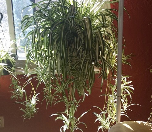 Baby spider plant - baby,