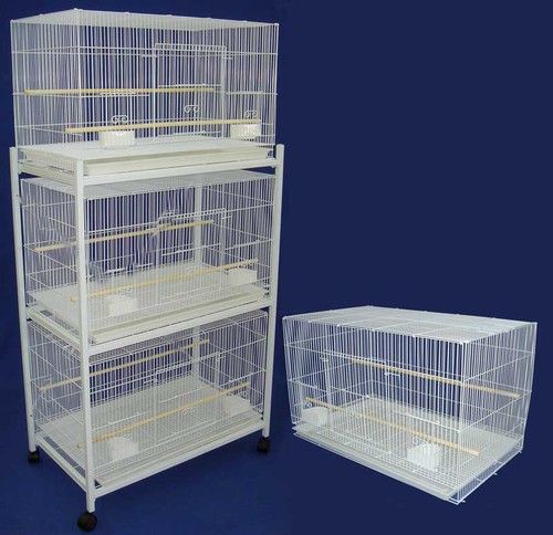 Lot large bird budgies - 4,