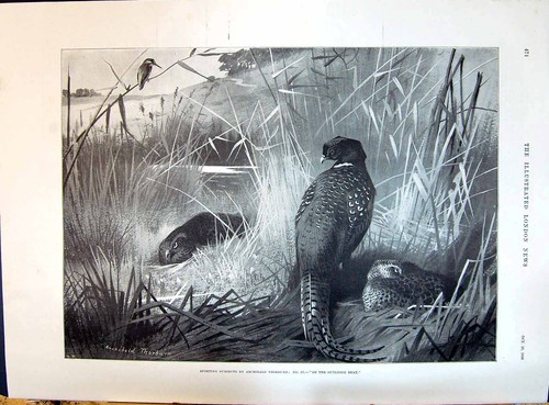 Old 1896 pheasant birds - old,