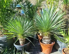 Yucca Rostrata Hardy To - 15c. Tropical Garden plants