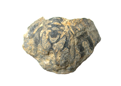 Ordovician trilobite fossil - fossil,