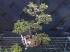 (39) BONSAI JAPANESE ITOIGAWA