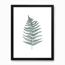 Botanical Illustration