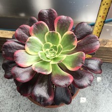 Aeonium Canary