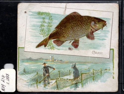 1888 allen ginter scarce - &,