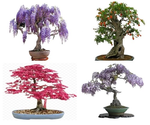 Bonsai tree seed - 1, |