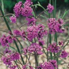Verbena Bonariensis, 6 x 9cm Pots, Tall RHS Award Perennial, Pollinator Friendly