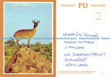 D062022 Klipspringer. Kruger