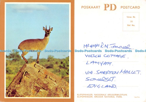 D062022 klipspringer kruger - klipspringer.,
