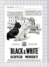 Black and white whisky - whisky, dogs