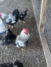 10+ Silver Laced Wyandott