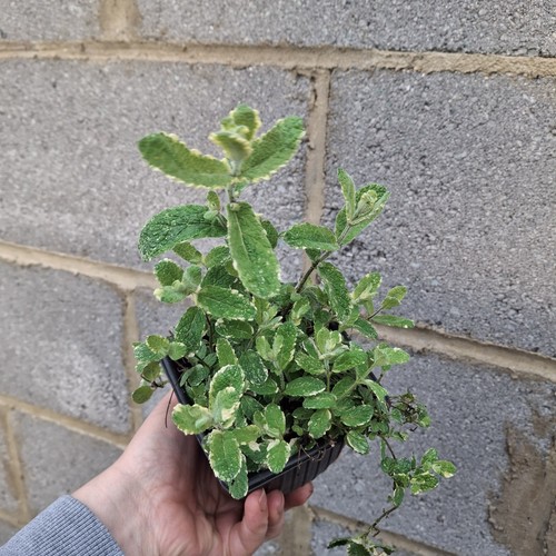 Large pineapple mint - large, plant