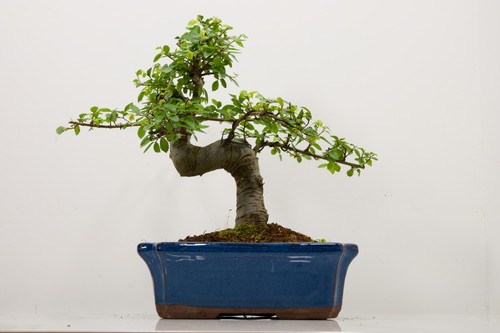 Bonsai chinese elm 24cm blue - chinese,