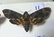 Acherontia lachesis death - lachesis,