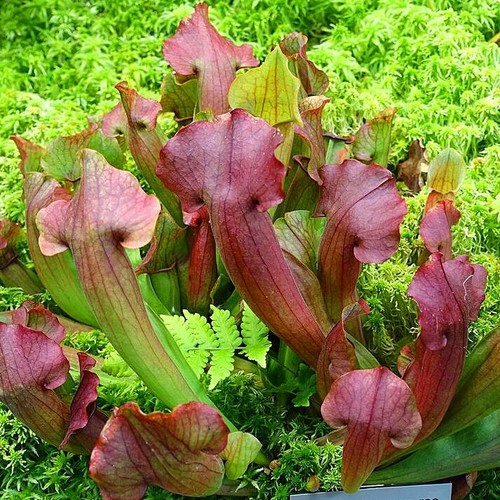 Sarracenia purpurea rare - purpurea,