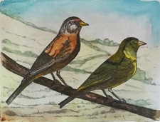 ART Original Etching "Birds" Ltd edition watercolours fine art print 1/30  by AF