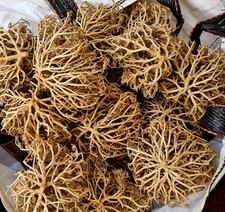 Rose of Jericho real Judea