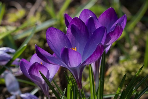 10x crocus tommasinianus - crocus,