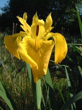 Yellow Flag Iris pseudacorus