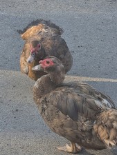 6+ Fertile Chocolate Muscovy