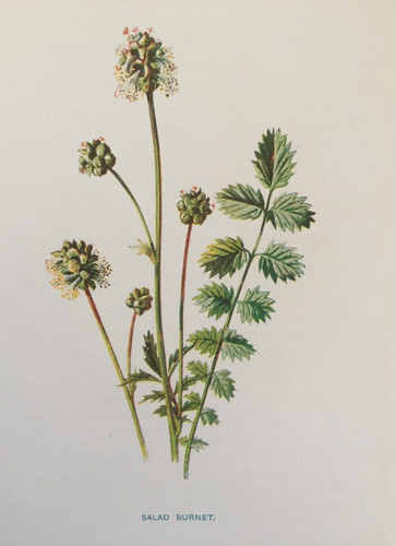 Antique print salad - salad, burnet