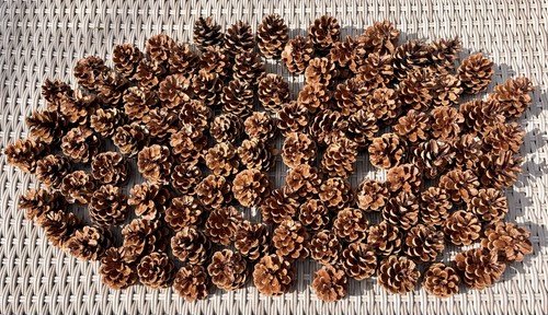 Natural pine cones 1kg approx - cones,
