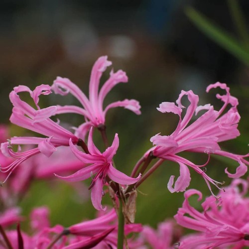 Perennial nerine lily flower - nerine,