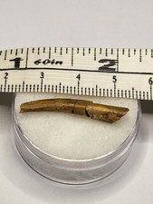 Pterosaur Tooth Kem Kem