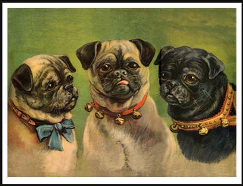 Pug three head studies lovely - three,