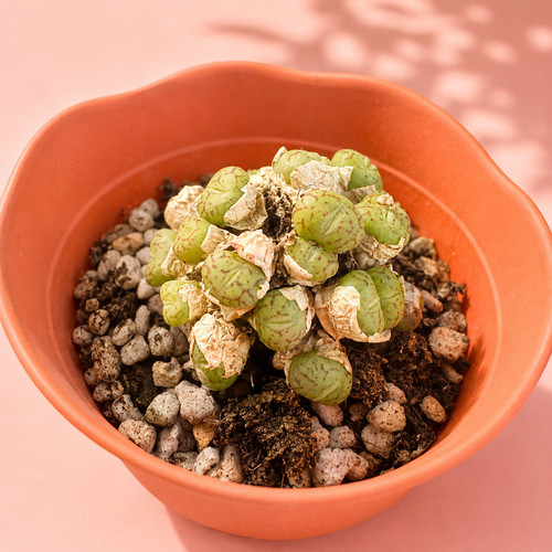 Mutilhead rare conophytum - 1,