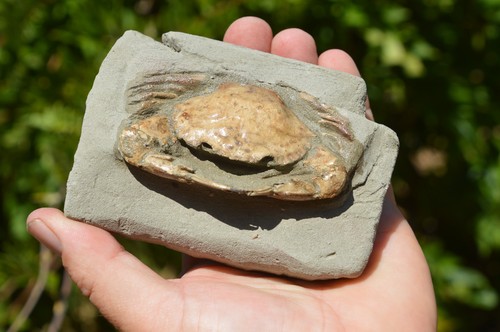 Amazing rare charybdis - #41.....amazing,