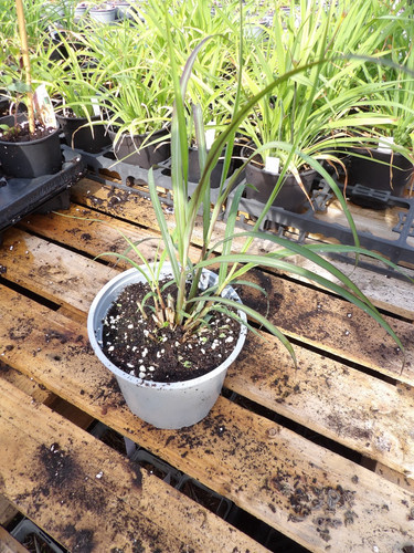 Miscanthus volcano - miscanthus,