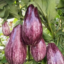 Aubergine Listada De Grandia