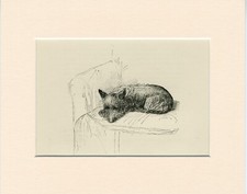 SCOTTISH TERRIER SLEEPING VINTAGE 1939 OLD DOG ART PRINT by  K F BARKER MOUNTED