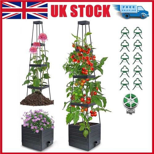 Self watering tier tomato - self,