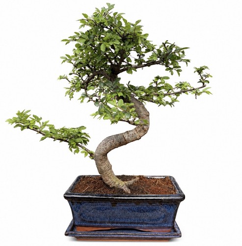 Large high quality - chinese, elm