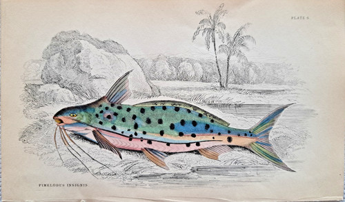 Pimelodus insignis catfish